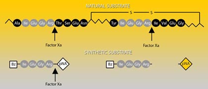 Chromogenic Substrates S-2222 Factor Xa